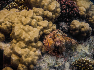 bearded scorpionfish lies on corals while diving in the red sea