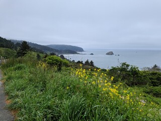 Morning Fog, Lost Coast, California