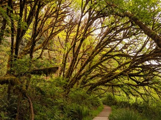 Branching Out, Lost Coast California