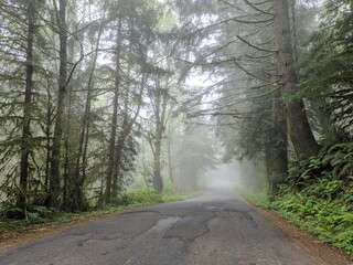  Morning Fog, Lost Coast California