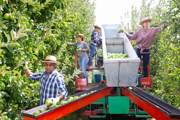 Group of farm workers picking ripe apples, working on harvesting platform in fruit orchard