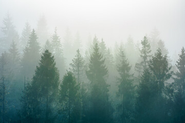 spruce trees among the morning fog in winter. beautiful nature in cold season. moody dramatic weather
