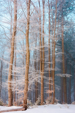 tall beech trees in hoarfrost at sunrise. beautiful winter nature scenery on a bright misty morning. snow on the ground