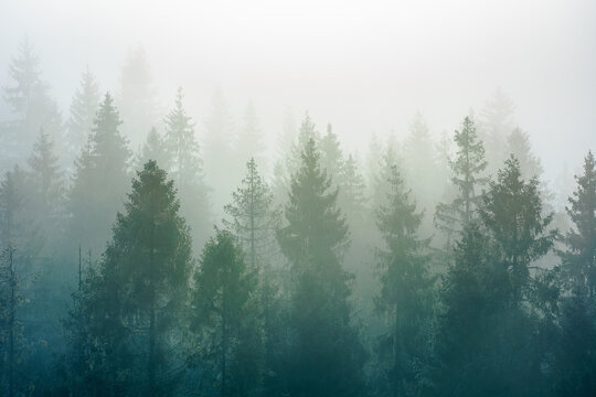 spruce trees among the morning fog in winter. beautiful nature in cold season. moody dramatic weather © Pellinni