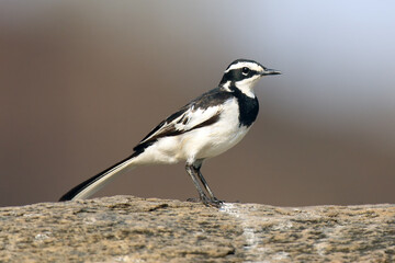 The African pied wagtail (Motacilla aguimp) sitting on the stone with brown background.
