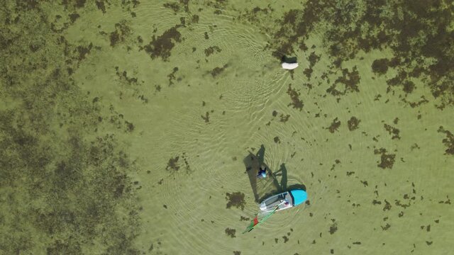 aerial top drone view of windsurf instructor teaching woman beginner to standing on surfboard with sail on transparent shallow water. big dog walking in water around people