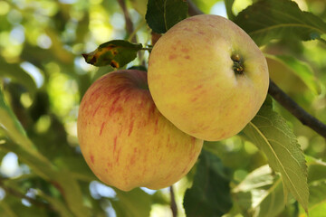 Ripe apples, hanging in a tree.