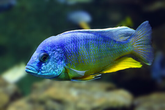 Aulonocara nyassae, known as the emperor cichlid. Blue fish in dark water.