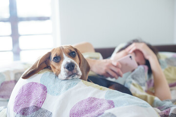 Beagle puppy lies in bed with a girl.