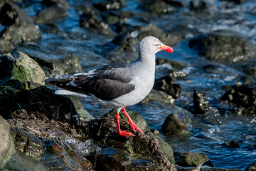 Dolphin Gull (Leucophaeus scoresbii) in Ushuaia area, Land of Fire (Tierra del Fuego), Argentina