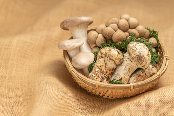 キノコの集合（松茸、エリンギ、ブナシメジ）【秋の味覚】