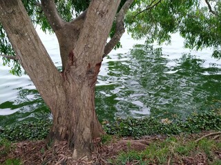 Trees growing around the lake