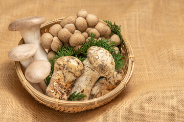 キノコの集合（松茸、エリンギ、ブナシメジ）【秋の味覚】