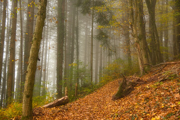Obraz premium Herbstwald im Schwarzwald bei Nebelstimmung