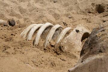 Fototapeta premium excavations