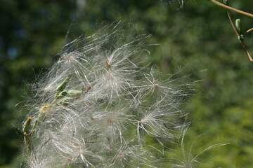 dandelion