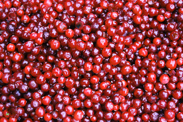 Close-up of red ripe lingonberry. The texture of ripe red berries of lingonberry with a twig. Natural wildlife food is rich in vitamins. Without GMO. View from above.