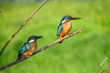 Common kingfishers (Alcedo atthis) on the wet meadows of the Desna river, Sumy region, Ukraine