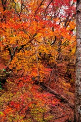 男池湧水群の紅葉
