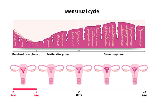 Menstrual cycle diagram