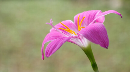 Beautiful pink rain lilly flower over soft geen blurred background