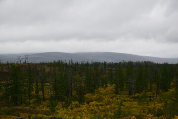 clouds over the forest