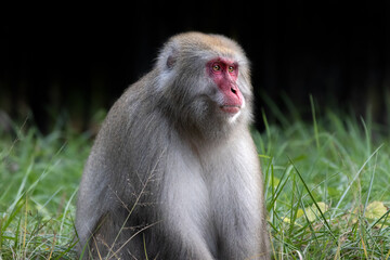 ニホンザル　日本猿　長野県