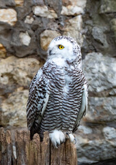 White polar owl sitting on a log on the background of rocks.