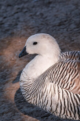 Male of Upland Goose (Chloephaga picta) in Ushuaia area, Land of Fire (Tierra del Fuego), Argentina