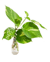 Fresh green Spotted betel plant in white plastic reuse bottle isolated on white background with...