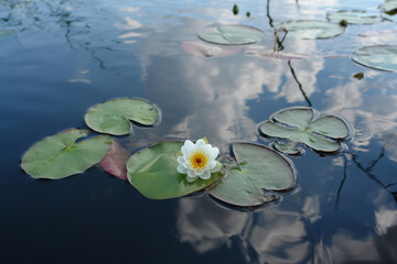 A small snow white European water lily (Nymphaea alba) on a leaf on the lake surface. The sky and clouds are reflected in a smooth surface of water
