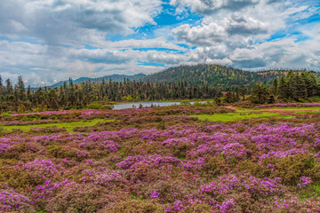 Wild flowers blooming in spring, mountains and forests in the distance