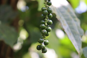 Indian green pepper hanging from plant in southern Karnataka, kodagu