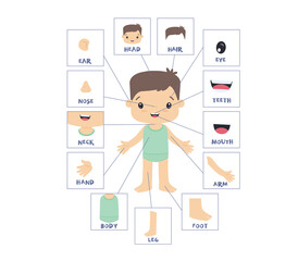 Boy Anatomy, Learning Scheme, Human External Body Parts, Kawaii Style Cute Flat Vector Illustration Isolated on White Internet Illustration