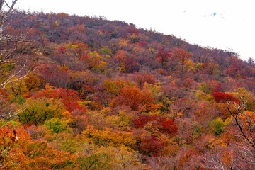 男池湧水群の紅葉