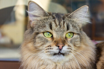 Close-up portrait of a cat with yellow eyes.