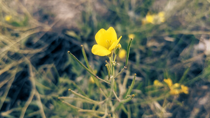 Beautiful yellow flower  in the wild