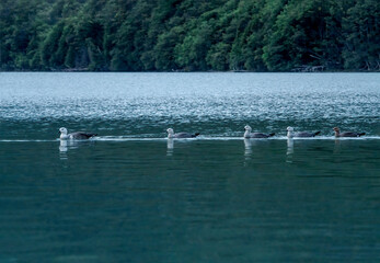 Family of Upland Goose (Chloephaga picta) on lake in Ushuaia area, Land of Fire (Tierra del Fuego), Argentina