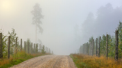mglisty dzień w lasach na Warmii w północno-wschodniej Polsce