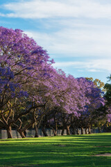 Fototapeta na wymiar Row of blooming jacaranda tree on an empty park.