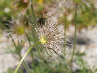 (Pulsatilla vulgaris) Knospen Blüten, Verblühter Fruchtstand oder beginnender Fruchtreife einer Küchenschelle