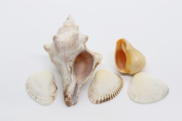 
Composition with sea shells isolated on white background