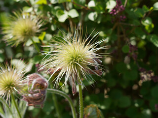 (Pulsatilla vulgaris) Knospen Blüten, Verblühter Fruchtstand oder beginnender Fruchtreife einer Küchenschelle