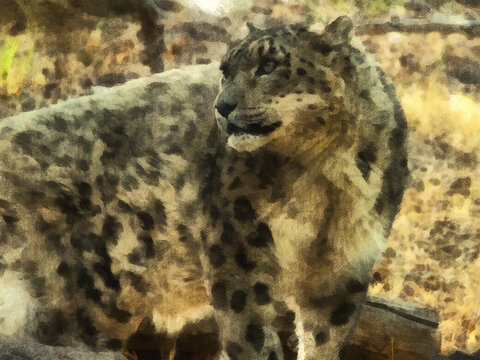 The snow leopard is watching. Artistic work on the theme of nature