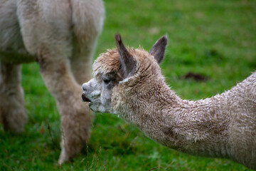 Fototapeta premium Alpaca's pasture - Farm in Canada, British Columbia