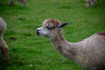 Alpaca's pasture - Farm in Canada, British Columbia