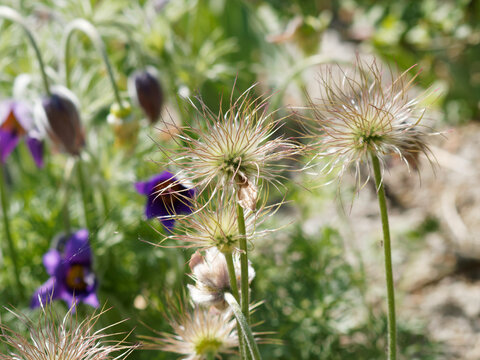 (Pulsatilla vulgaris) Knospen Bl&uuml;ten, Verbl&uuml;hter Fruchtstand oder beginnender Fruchtreife einer K&uuml;chenschelle
