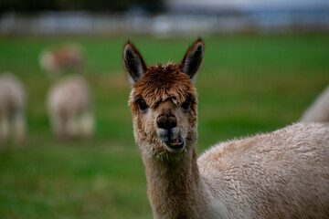 Alpaca's pasture - Farm in Canada, British Columbia