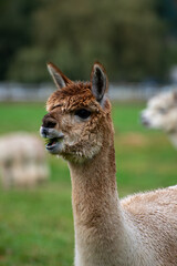Alpaca's pasture - Farm in Canada, British Columbia
