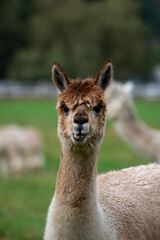 Alpaca's pasture - Farm in Canada, British Columbia